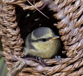 vogel in nest