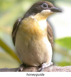 honeyguide